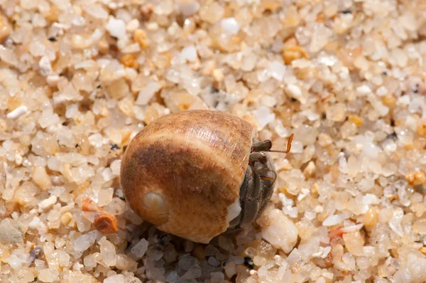 stock image Hermit crab