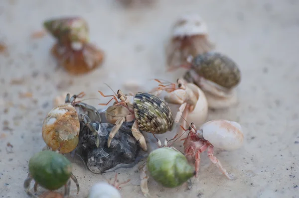 Hermit crab — Stock Photo, Image