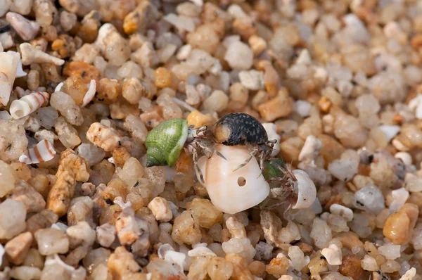 Hermit crabs — Stock Photo, Image