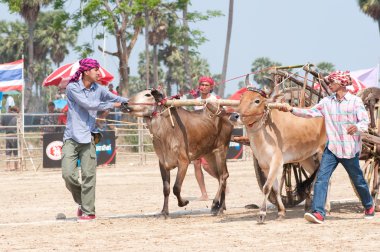 Cow cart racing festival in Thailand clipart