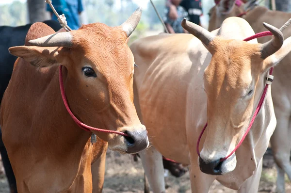 Thai cows — Stock Photo, Image