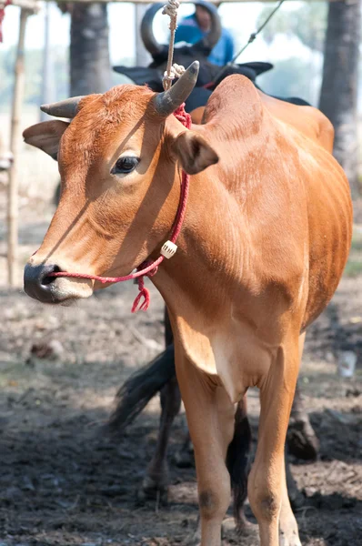 Vaca tailandesa — Fotografia de Stock