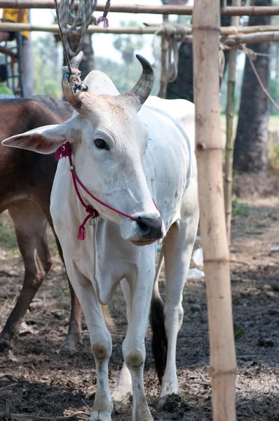 Vaca tailandesa — Fotografia de Stock