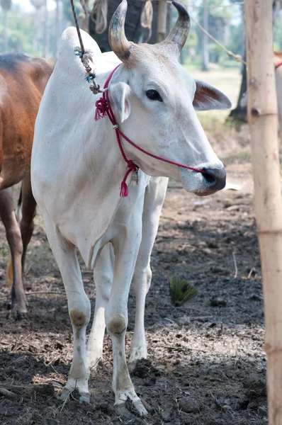Thai cow — Stock Photo, Image