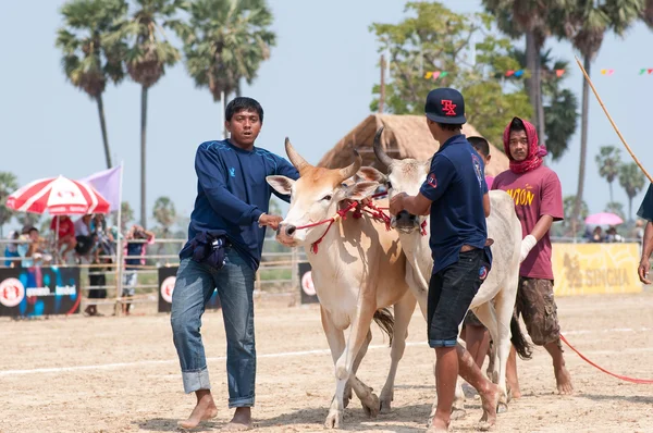 Vaca tailandesa no carrinho de vaca festival de corrida — Fotografia de Stock