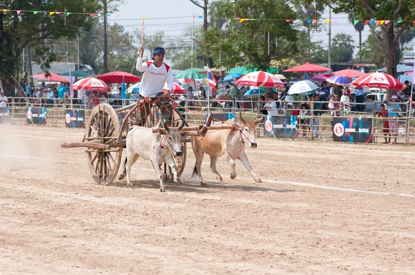Cow cart racing festival in Thailand — Stock Photo, Image