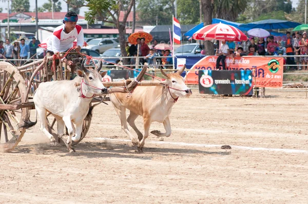 牛カートレーシング タイ祭 — ストック写真