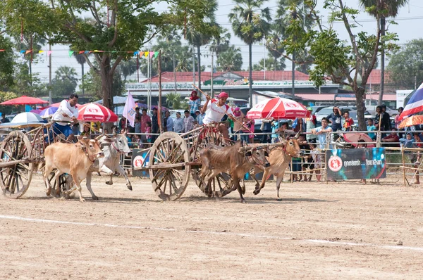 stock image Cow cart racing festival in Thailand