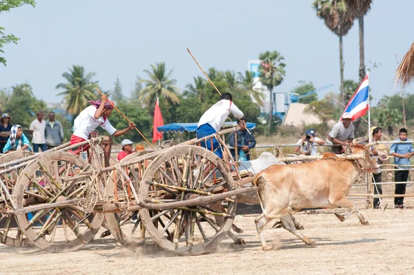 थाईलैंड में गाय कार्ट रेसिंग महोत्सव — स्टॉक फ़ोटो, इमेज