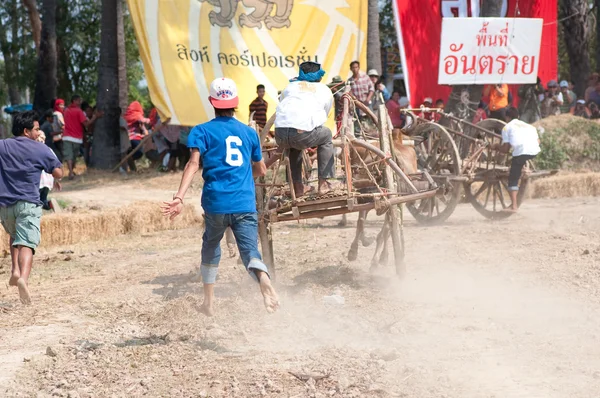 Cow cart racing festival in Thailand — Stock Photo, Image