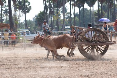 inek arabası yarış Festivali Tayland