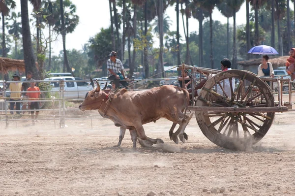 Krowa koszyka wyścigów festiwalu w Tajlandii — Zdjęcie stockowe