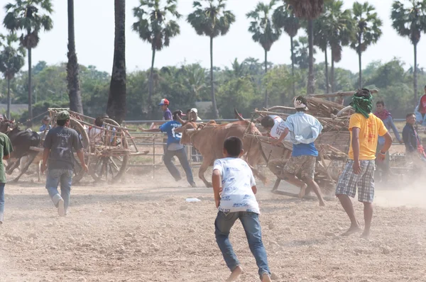 Корова кошик гонки фестиваль в Таїланді — стокове фото