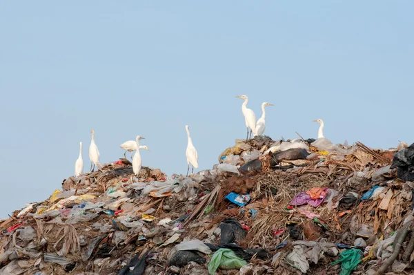 Egrets no monte de lixo — Fotografia de Stock