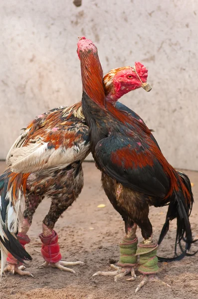 Lucha contra la polla —  Fotos de Stock