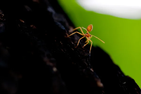 赤アリ — ストック写真