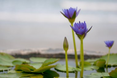 Lotus pot