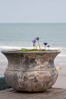 Lotus pot