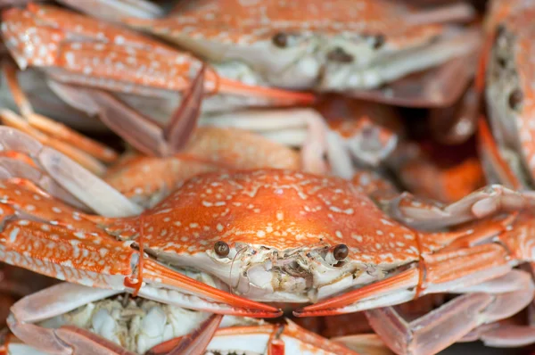 Steamed blue swimming crabs — Stock Photo, Image