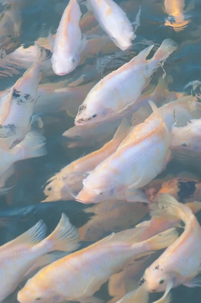 尼罗罗非鱼养殖场 — 图库照片