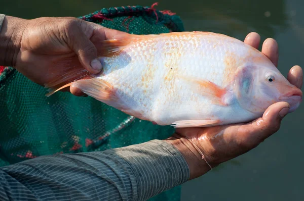 Nil tilapia — Stok fotoğraf