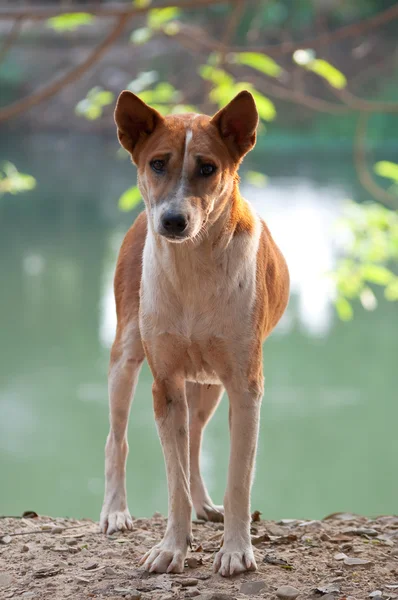 无家可归的流浪泰国狗 — 图库照片