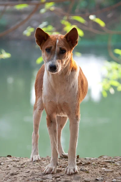 stock image Homeless stray Thai dog