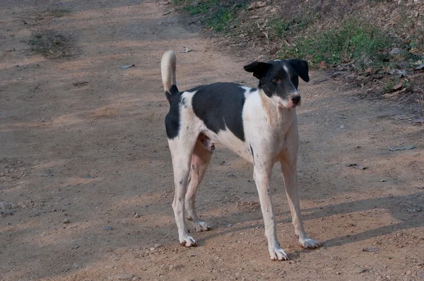 stock image Homeless stray Thai dog