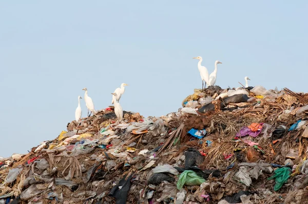 Egrets on the garbage heap — Stock Photo, Image