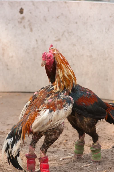 Lucha contra la polla —  Fotos de Stock