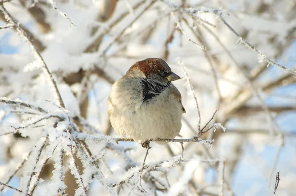 Frozen sparrow Stock Picture