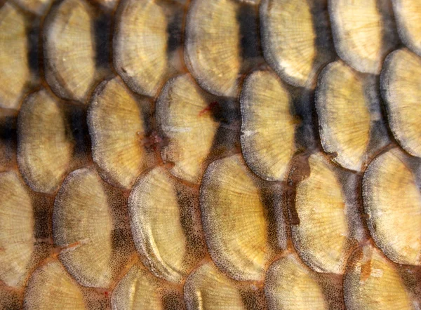 Fish scales — Stock Photo, Image