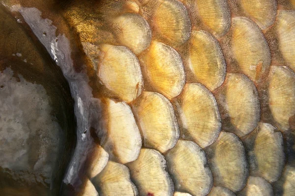 물고기의 비늘 — 스톡 사진