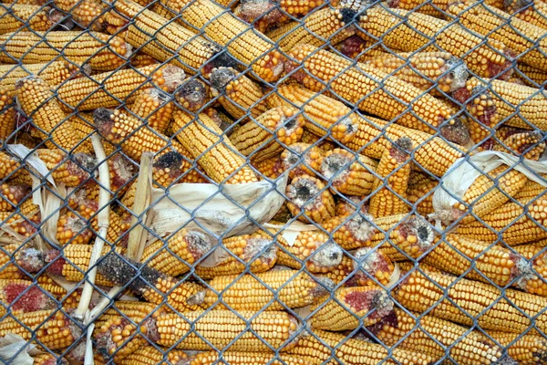 Armazenamento de milho — Fotografia de Stock