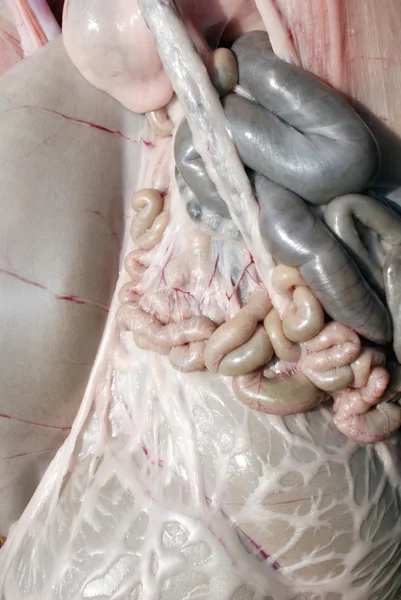 動物性腸 — ストック写真