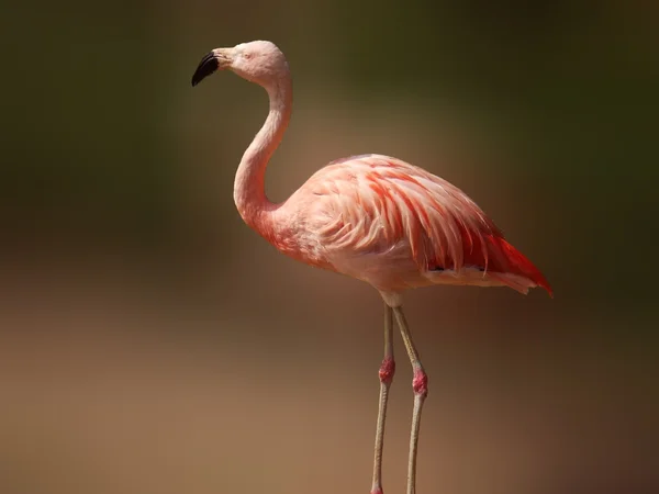 Roze flamingo Rechtenvrije Stockfoto's