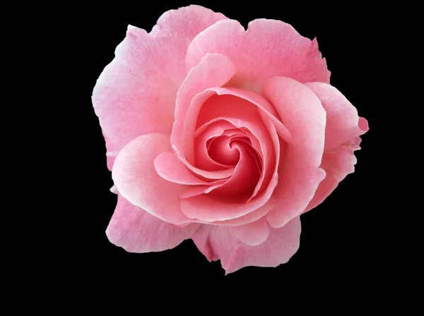 Roze roos Rechtenvrije Stockafbeeldingen