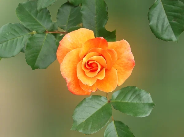 Rosa amarela em um fundo macio — Fotografia de Stock