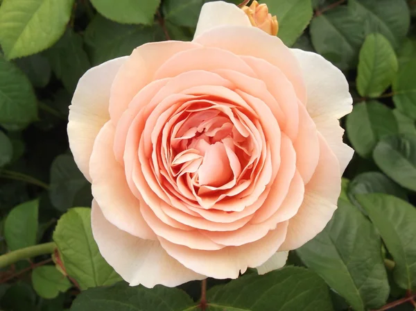 Beig rose close-up — Fotografia de Stock