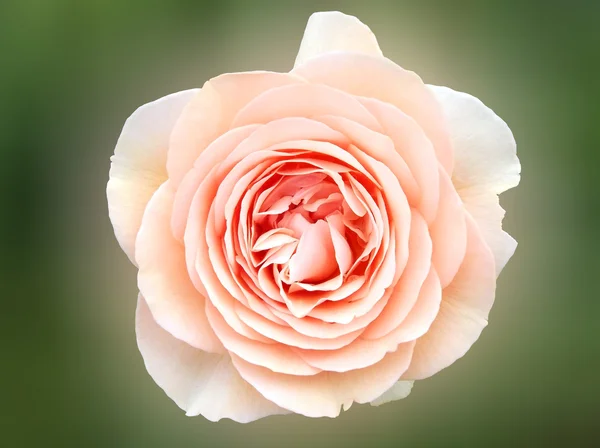 Beig rose closeup — Stock Photo, Image