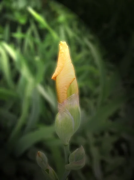 Bouton iris jaune — Photo