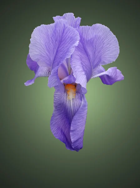 Blauwe flover iris — Stockfoto