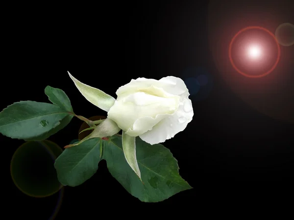 Bud από λευκά τριαντάφυλλα πάνω σε μαύρο φόντο — Φωτογραφία Αρχείου