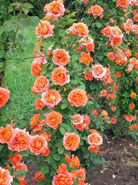 Αναρριμένος στα τριαντάφυλλα θάμνων — Φωτογραφία Αρχείου