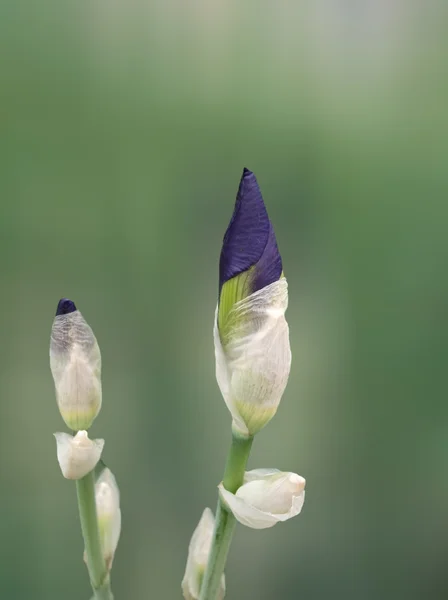 Blauwe iris knop Rechtenvrije Stockafbeeldingen