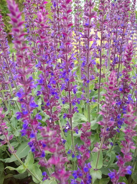 紫色花朵的背景 — 图库照片
