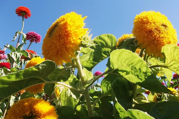 Słoneczniki na tle błękitnego nieba — Zdjęcie stockowe