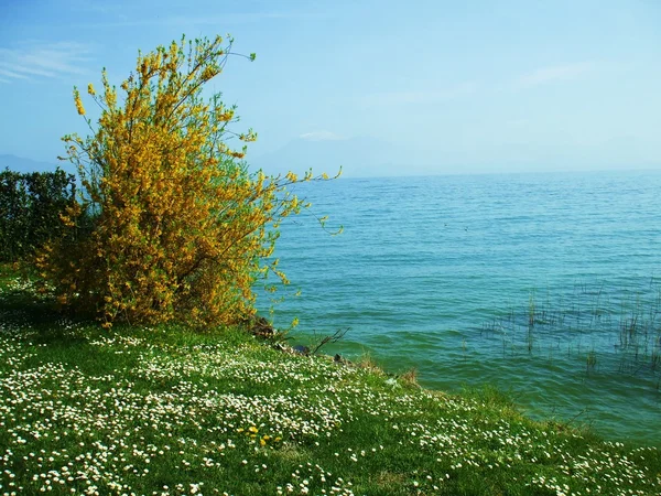 Spring flowers on the background of the lake — Stock Photo, Image