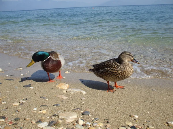 Dos patos en el lago —  Fotos de Stock