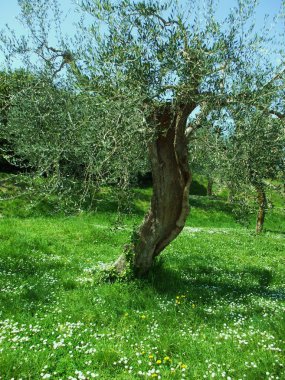 eski zeytin ağacı